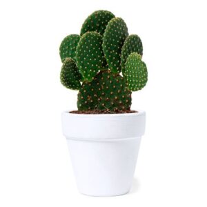 Pot de Fleurs Konte